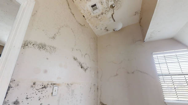 Best Crawl Space Mold Remediation  in Norton Center, MA