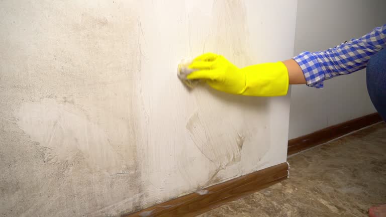 Best Comprehensive Air Testing for Mold Contaminants  in Norton Center, MA