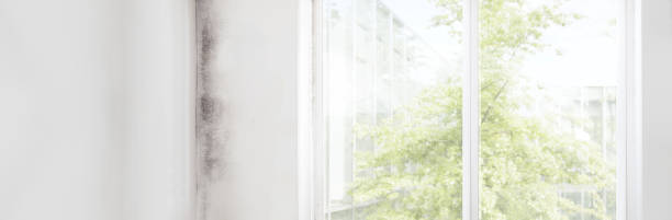 Asbestos and Lead Testing During Mold Inspection in Norton Center, MA