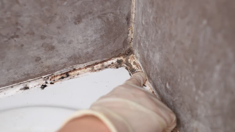 Best Mold Damage Restoration  in Norton Center, MA